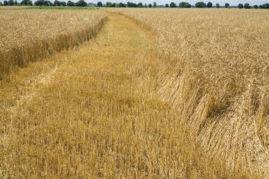 Mavi gökyüzüne karşı olgun buğday tarlası. Çiftlik sağlıklı gıda konsepti. Olgun buğday kulakları. Hasat et.