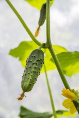 Taze yeşil salatalık bir dala asılı..