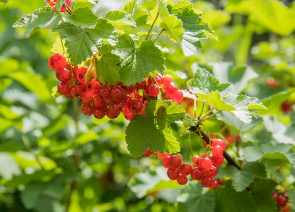 A bunch of fresh red currants among the green leaves. — Stock Photo, Image