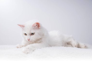 Turkuaz mavi gözlü ve pembe kusurlu kulaklı saf beyaz kedi.