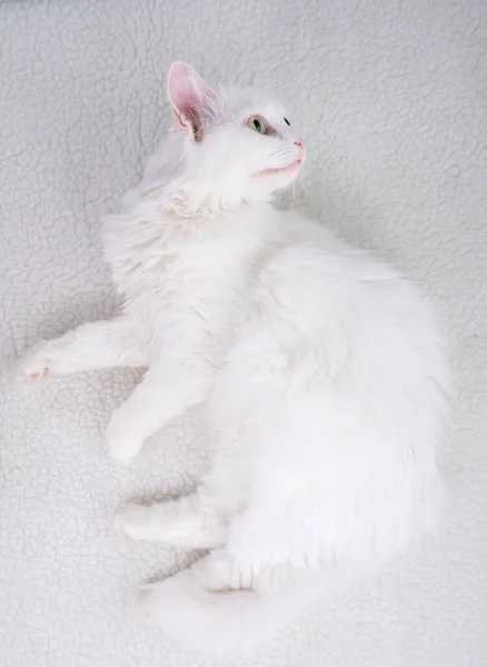 Reine Weiße Katze Mit Türkisblauen Augen Und Pinkfarbenen Defekten Ohren — Stockfoto