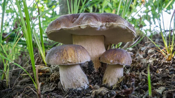 Familie Van Porcini Paddenstoelen Die Groeien Het Herfstbos Boletus Paddenstoelen — Stockfoto