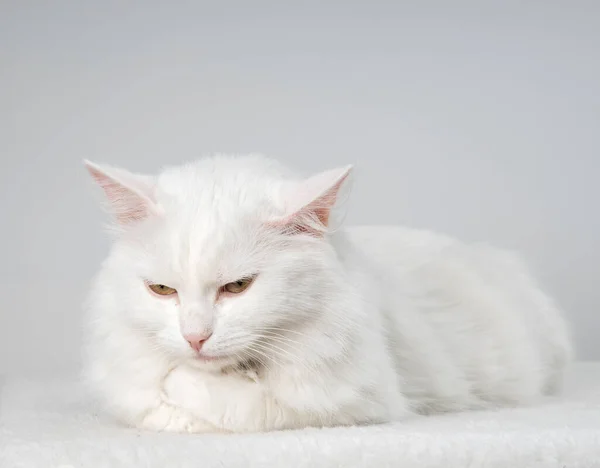 Reine weiße Katze mit türkisblauen Augen und pinkfarbenen defekten Ohren — Stockfoto