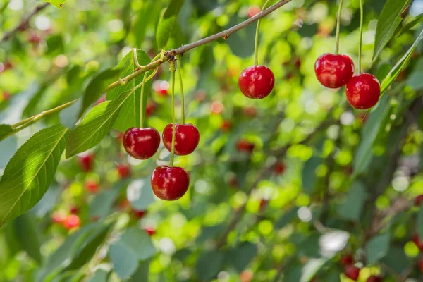 Mogna röda körsbär på grenarna av ett körsbärsträd. — Stockfoto