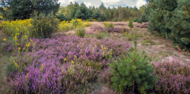 Ormanda çiçek açan fundalıklar.