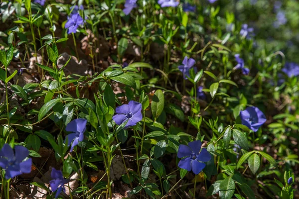 Spring Forest Blooming Periwinkle Glades Old Trees — Stock Photo, Image