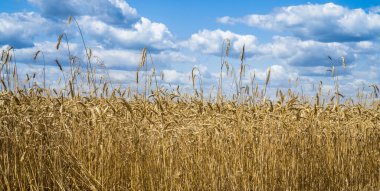 Mavi gökyüzüne karşı olgun buğday tarlası. Çiftlik sağlıklı gıda konsepti. Olgun buğday başakları