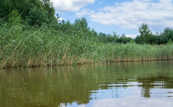 Bosque lago claro con cañas bajo un cielo azul nublado. — Foto de Stock