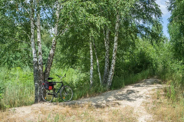 Bicycle in a birch forest on a forest road. — Stock Photo, Image