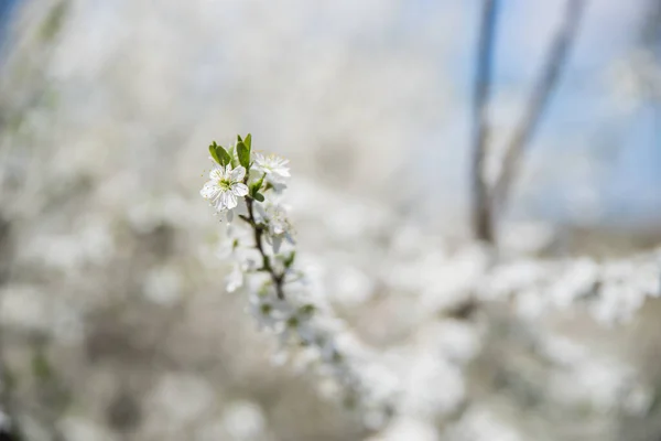 A branch of flowering blackthorn. Selective focus. Blurred background. — Stock Photo, Image