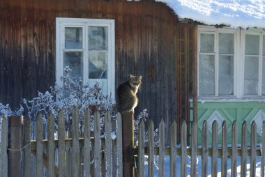 Kışın Köy Bahçesinde Çitin Üzerinde Oturan Kedi