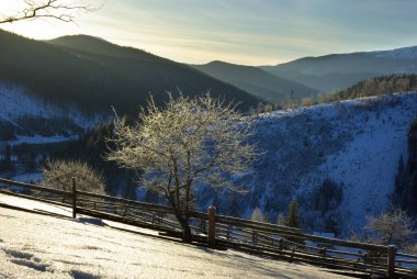 Kış Şafağında Dağ yamacında Buzlu Ağaç