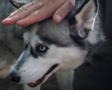 Açık havada Mavi Gözlü Sibirya Husky 'si
