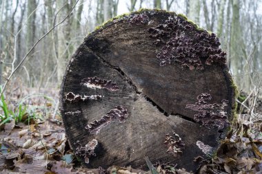 Ağaç Gövdesini Parlak Mantarla Kesme Ormanında Büyüyen