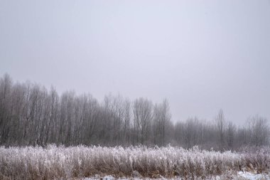 Çıplak Ağaçlar ve Sisli Kış Atmosferli Donmuş Çayır