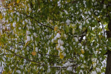 Yeşil yeşillikte erken kar yağışı, alışılmadık sonbahar kış geçişi