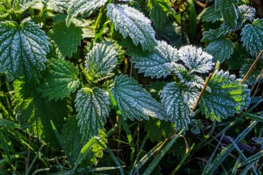 Donmuş Yeşil Yapraklar Sabah Işığında