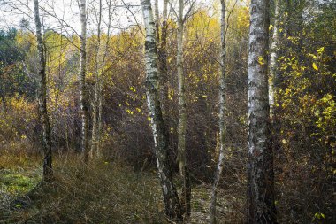 Altın yapraklı Sonbahar Huş Ormanı