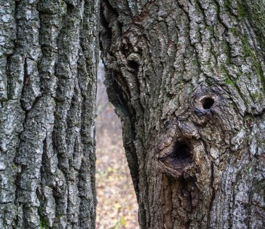 Doğal Yüz Şekline sahip Ağaç Kabuğu