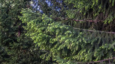 Ormanda Taze Bahar Büyüyen Ladin Ağacı Dalları