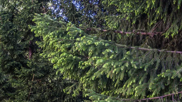 Ormanda Taze Bahar Büyüyen Ladin Ağacı Dalları
