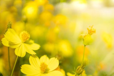 Arka plan doğal kapak sayfası konseptini kullanarak yeşil bulanık arka plan ve güneş ışığına karşı bahçedeki doğal sarı çiçeğin yakın görüntüsü.