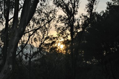 Ormanda gün batımı