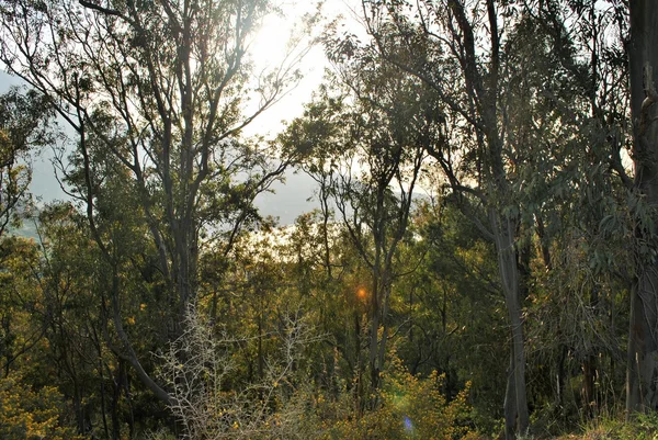 The forest — Stock Photo, Image