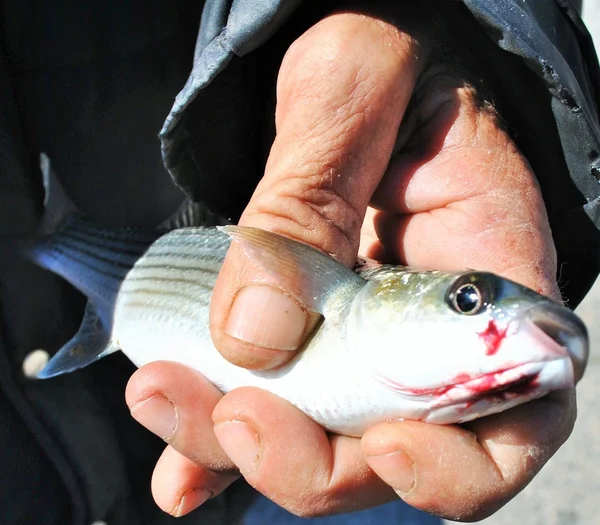 Poissons morts entre les mains d'un pêcheur — Photo