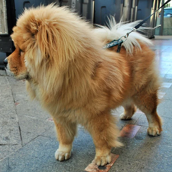 Un cane in strada di città — Foto Stock