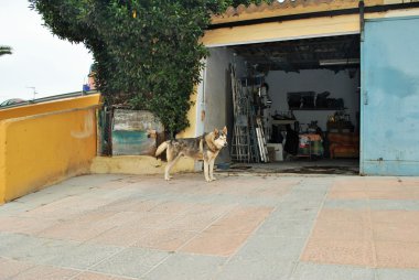 İspanyol bir şehirde bir garaj kapısında demirleyen kurdu