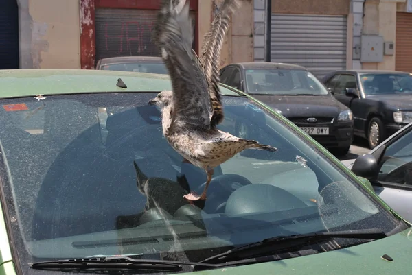 Cría de gaviota golpea el parabrisas de un coche estacionado en la calle —  Fotos de Stock