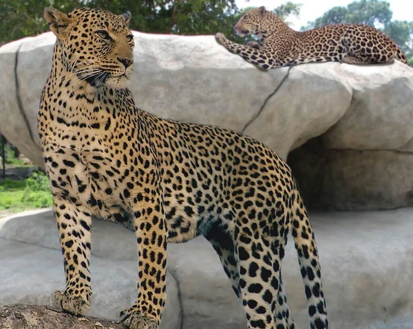 Leopardo Zoológico — Foto de Stock