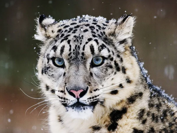 Retrato Hermoso Leopardo —  Fotos de Stock