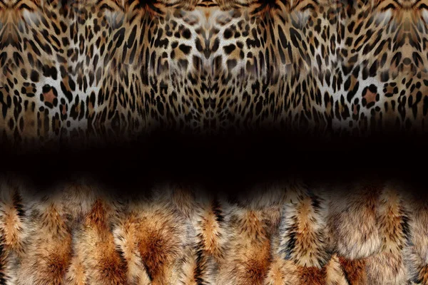 Leopard Head Close — Stockfoto