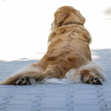Golden Retriever Eğlence Bacakları Gevşetilmiş Poz 