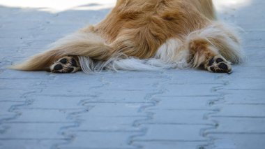 Altın Retriever Eğlence Bacakları Gevşek Gerilmiş Poz Yakın Kopyalama Boşluğu