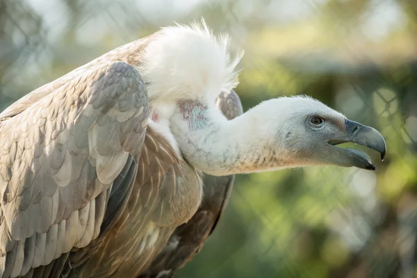 Vulturul — Fotografie, imagine de stoc