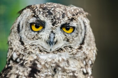 Benekli kartal baykuş