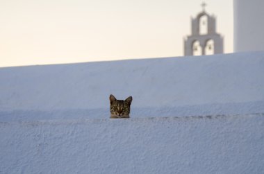 Gri kedi kameraya bakıyor