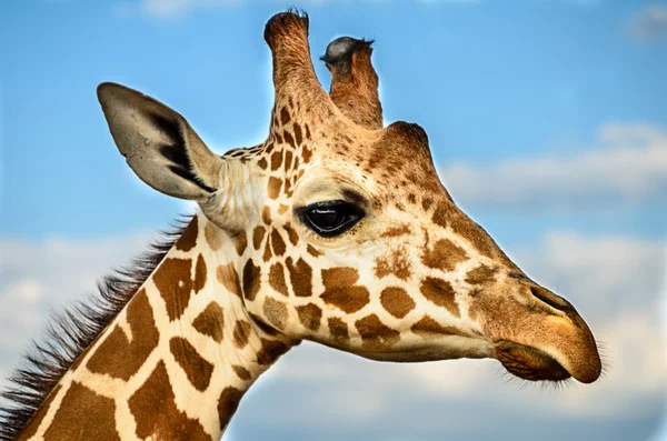 Girafe — Photo