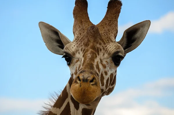 Giraffe kijkt naar de camera — Stockfoto