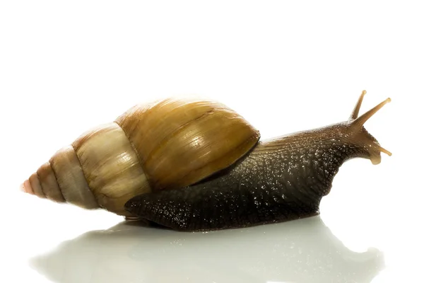 Neugierige Baumschnecke lugt hinter Deckel auf weißem Hintergrund hervor — Stockfoto