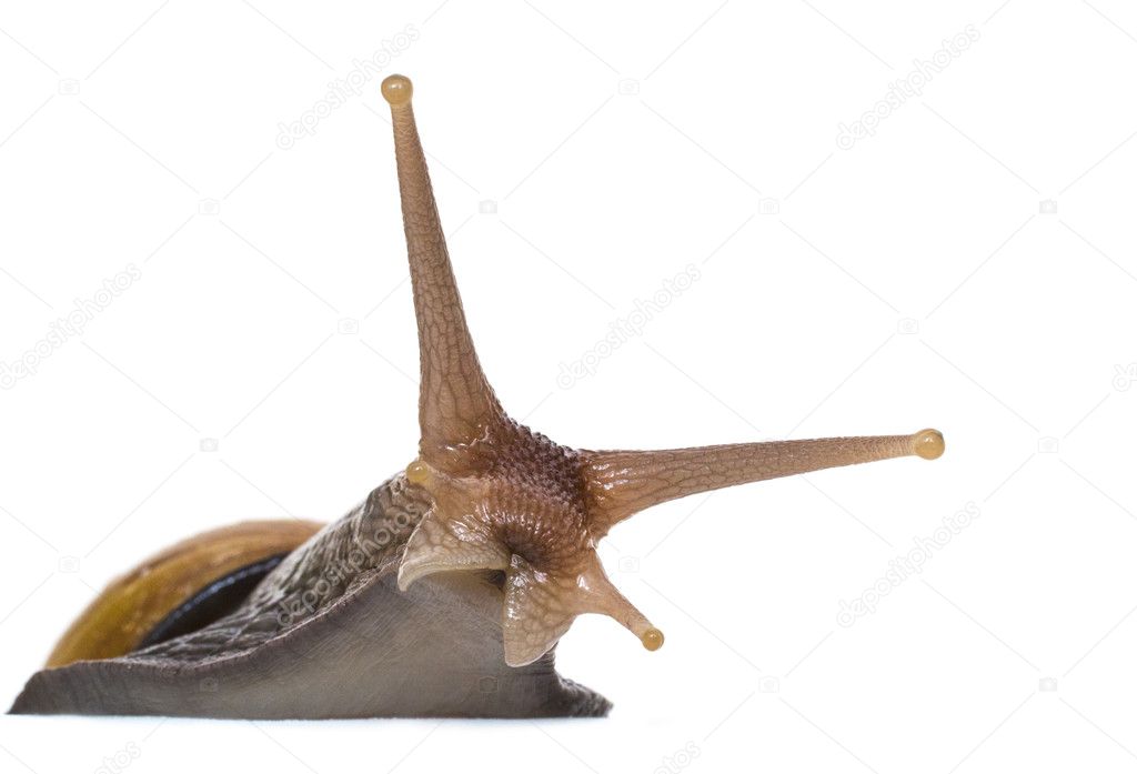 curious tree snail peeps out from behind cover on a white background