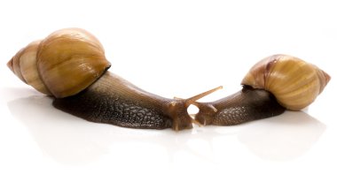 Meeting of two snails isolated on white background, concept of kissing each other clipart