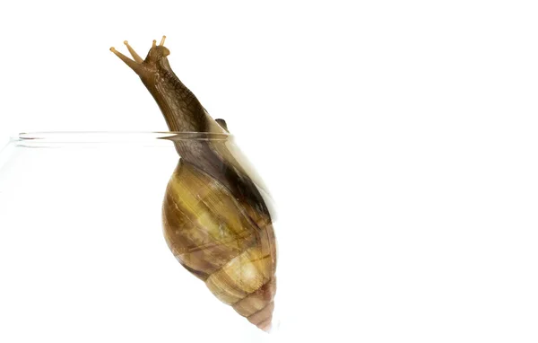 Curieux escargot d'arbre aperçoit derrière le couvercle sur un fond blanc — Photo