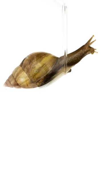 Curieux escargot d'arbre aperçoit derrière le couvercle sur un fond blanc — Photo