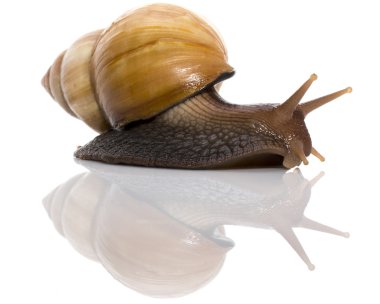 Garden Snail in front of white background clipart