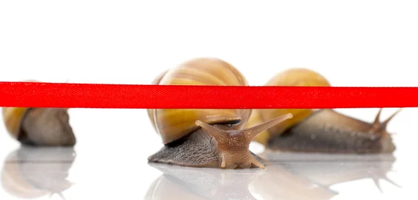 Caracol rápido cruza a fita de acabamento em um fundo branco — Fotografia de Stock