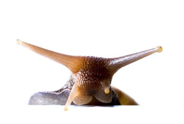 Beyaz bir arka plan kapağında arkasından dışarı meraklı ağaç salyangoz peeps